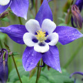 Orlíček obyčajný Blue Star - Aquilegia vulgaris - semená - 30 ks