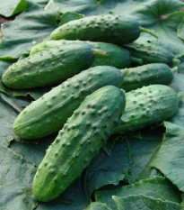 Uhorka nakladačka Regina F1 - Cucumis sativus - semená - 20 ks