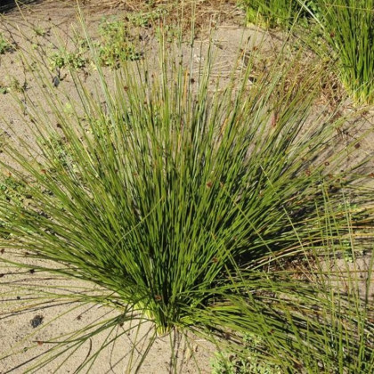 Ozdobná tráva - FIcinia nodosa - semená - 10 ks