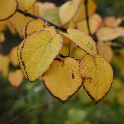 Zmarličník japonský - Cercidiphyllum japonicum - semená - 8 ks