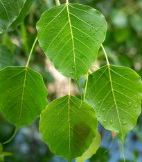 Figovník posvätný - Ficus religiosa - semená - 5 ks