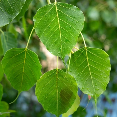 Figovník posvätný - Ficus religiosa - semená - 5 ks