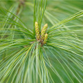 Borovica čínska - Pinus tabuliformis - semená - 7 ks