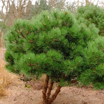 Borovica čierna - Pinus nigra - semená - 4 ks