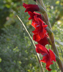 Gladiola Nanus Mirella - Gladiolus - cibuľoviny  - 3 ks