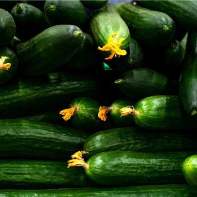 BIO Uhorka šalátová Flamingo F1 - Cucumis sativus - bio semená - 4 ks