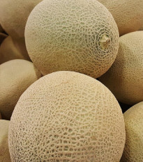 Melón Galia Exelor F1 - Cucumis Melo - semená - 5 ks