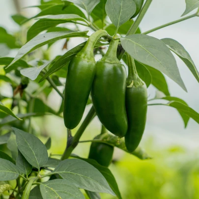 Chilli Jalapeno - Capsicum annuum - semená - 6 ks