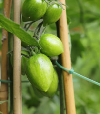 Paradajka Artisan Green Tiger - Solanum lycopersicum - semená - 5 ks