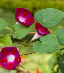 Povojník Scarlet O Hara - Ipomoea purpurea - semená - 25 ks