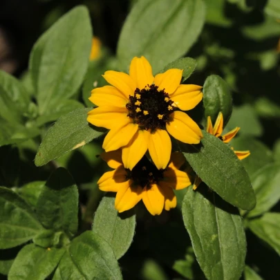 Sanvitália položená - Sanvitalia procumbens - semená - 0,5 g