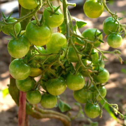 Paradajka Limetto F1 - Solanum lycopersicum - semená - 5 ks