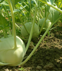 Kaleráb obrí Superschmelz - Brassica oleracea - semená - 150 ks