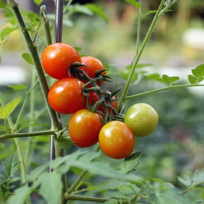 Paradajka Tiny Tim - Solanum lycopersicum - semená - 7 ks