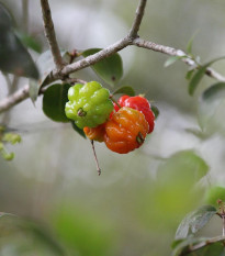 Surinamská čerešňa - Eugenia uniflora - semená - 2 ks