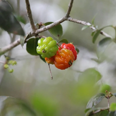 Surinamská čerešňa - Eugenia uniflora - semená - 2 ks