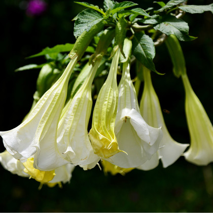 Brugmansia biela - Anjelská trúbka biela - Brugmansia arborea - semená - 10 ks