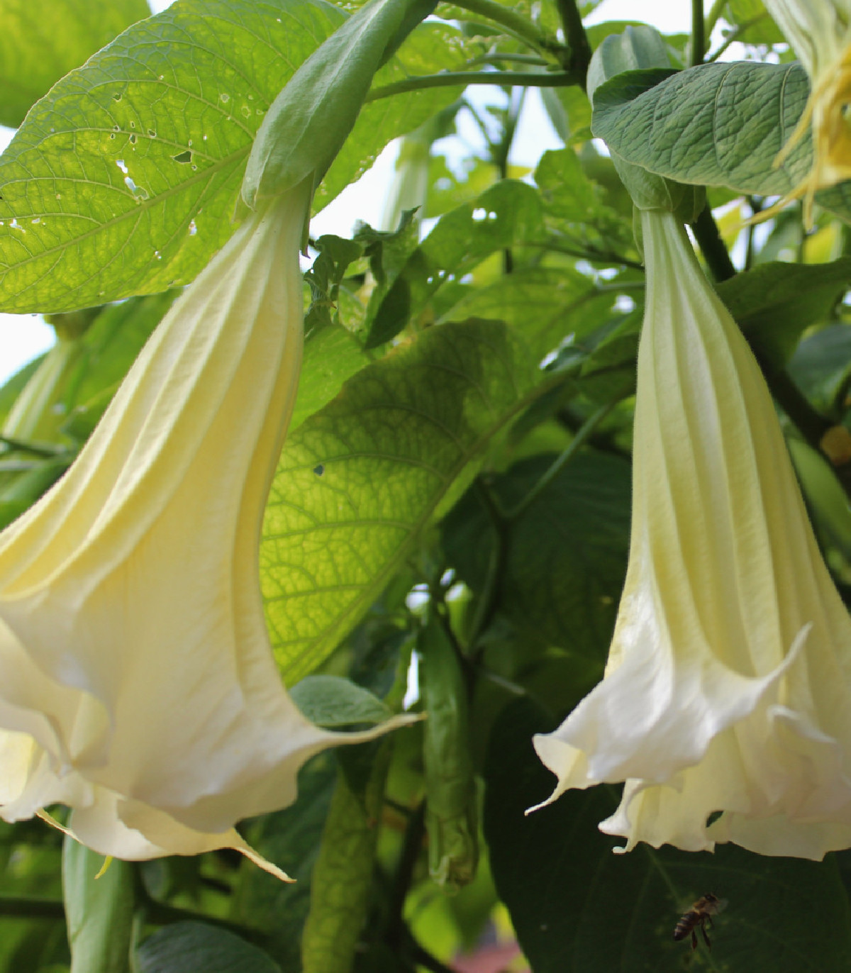 Brugmansia biela - Anjelská trúbka biela - Brugmansia arborea - semená - 10 ks