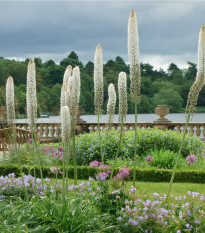 Fakľa himalájska - Eremurus himalaicus - cibuľoviny - 1 ks