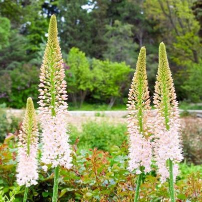 Fakľa úzkolistá Robustus - Eremurus - cibuľoviny - 1 ks