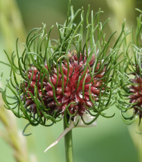 Cesnak okrasný Hair - Allium - cibuľoviny - 3 ks