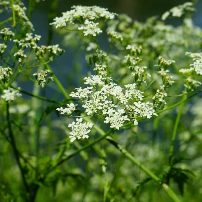 BIO Trebuľka siata - Anthriscus cerefolium - bio semená - 0,8 g