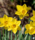 Narcis Carlton - Narcissus - cibuľoviny - 3 ks