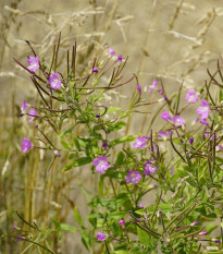 Vŕbovka Malokvetá - Epilobium parviflorum - semená - 0,05 g