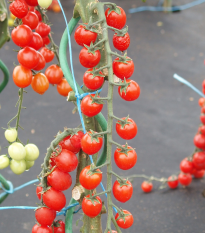 Paradajka Curranto F1 - Solanum Lycopersicum - semená - 10 ks