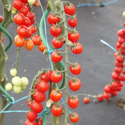 Paradajka Curranto F1 - Solanum Lycopersicum - semená - 10 ks