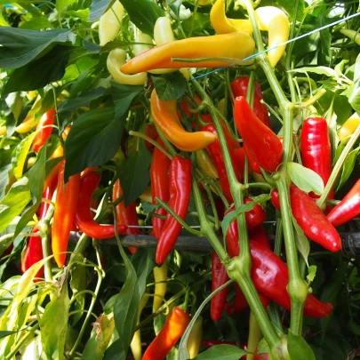 Paprika kozí/baraní roh Harriet - Capsicum annuum - semená - 45 ks