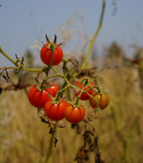 Paradajka Bejbino F1 - Solanum lycopersicum - semená - 7 ks