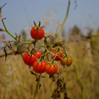 Paradajka Bejbino F1 - Solanum lycopersicum - semená - 7 ks