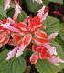 Šalvia žiarivá Red And White - Salvia splendens - semená - 20 ks
