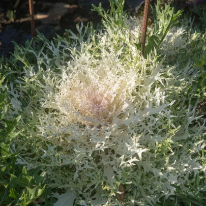 Okrasná kapusta Peacock F1 Biela - Brassica oleracea - semená - 20 ks