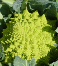 Karfiol Veronica F1 - Brassica oleracea L. convar. botrys - semená - 10 ks