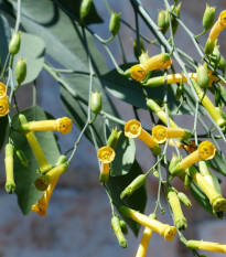 Tabak Glauca - Nicotiana glauca - semená - 200 ks