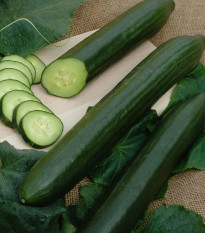 Uhorka šalátová hadovka Vista F1 -  Cucumis sativus - semená - 10 ks