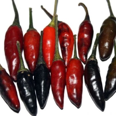 Chilli Krishna Jolokia - Capsicum annuum - semená - 7 ks