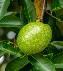 Anona glabra - Annona glabra - semená - 5 ks