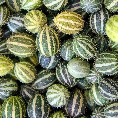 Okrasná egrešová uhorka - Cucumis myriocarpus - semená - 6 ks