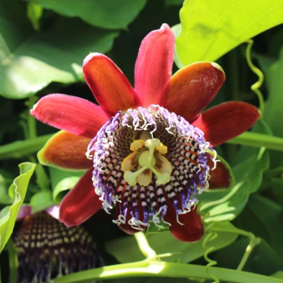 Mučenka štvorhranná - Passiflora quadrangularis - semená - 4 ks