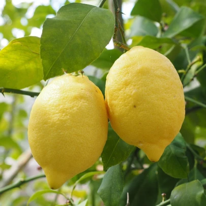 Citrónovník pravý - Citrus Limon - semená - 5 ks