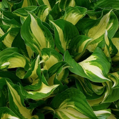 Funkia - Hosta - Mediovariegata - cibuľoviny - 1 ks