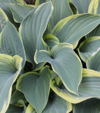 Funkia - Hosta Francess Williams - cibuľoviny - 1 ks