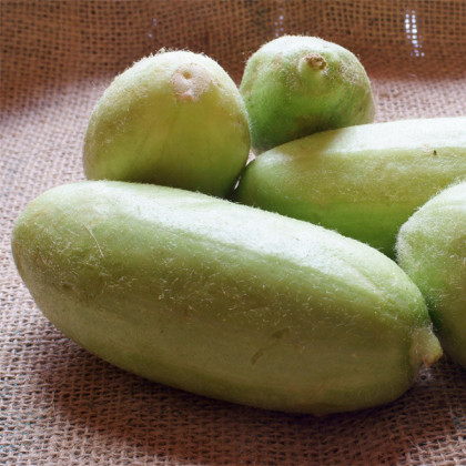 Zeleninový melón Carosello Baresey - Cucumis flexuosus - semená - 7 ks