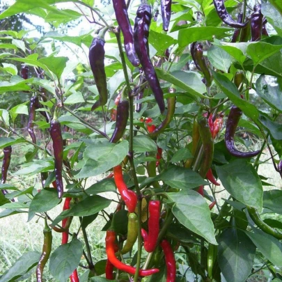 Chilli Kajenské korenie Purple - Capsicum annuum - semená - 8 ks