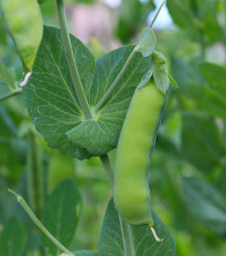 Hrach cukrový Sweet Horizon - extra sladká odroda - Pisum sativum - semená - 40 ks