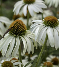 Echinacea purpurová Primadonna White - Echinacea purpurea - semená - 15 ks