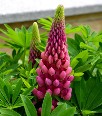 Vlčí bôb - Lupina mnoholistá Lupini Red - Lupinus polyphyllus - semená - 15 ks